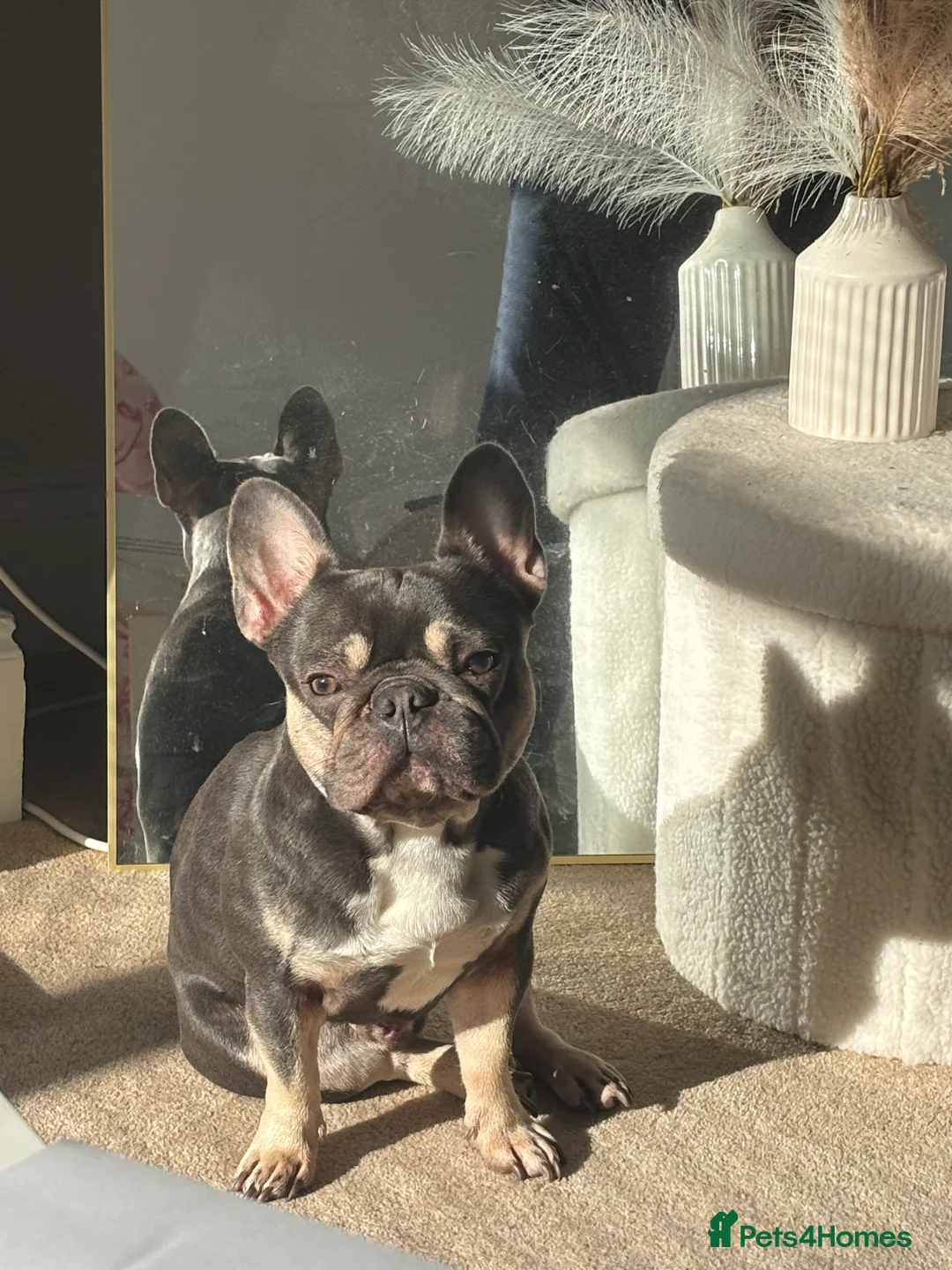 French Bulldog dogs for stud: male French bulldog for stud  - Advert 6