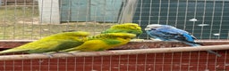 Budgerigars birds for sale: Budgies , mixed colours early 2025 birds - Advert 2