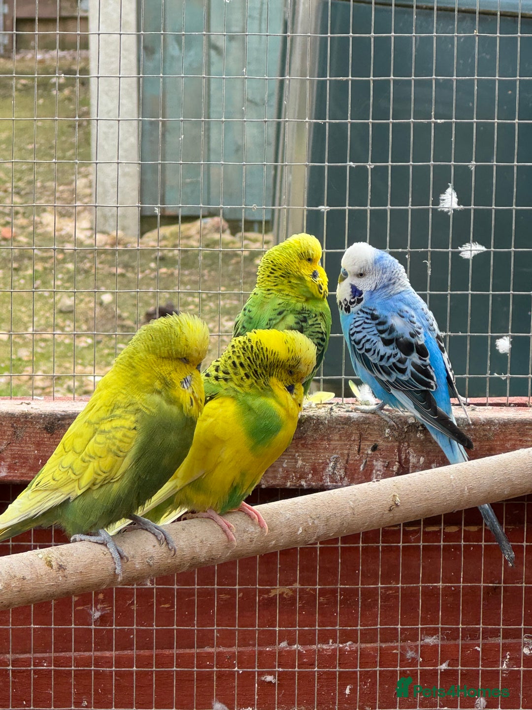 Budgerigars birds for sale: Budgies , mixed colours early 2025 birds - Advert 2