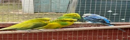 Budgerigars birds for sale: Budgies , mixed colours early 2025 birds - Advert 2