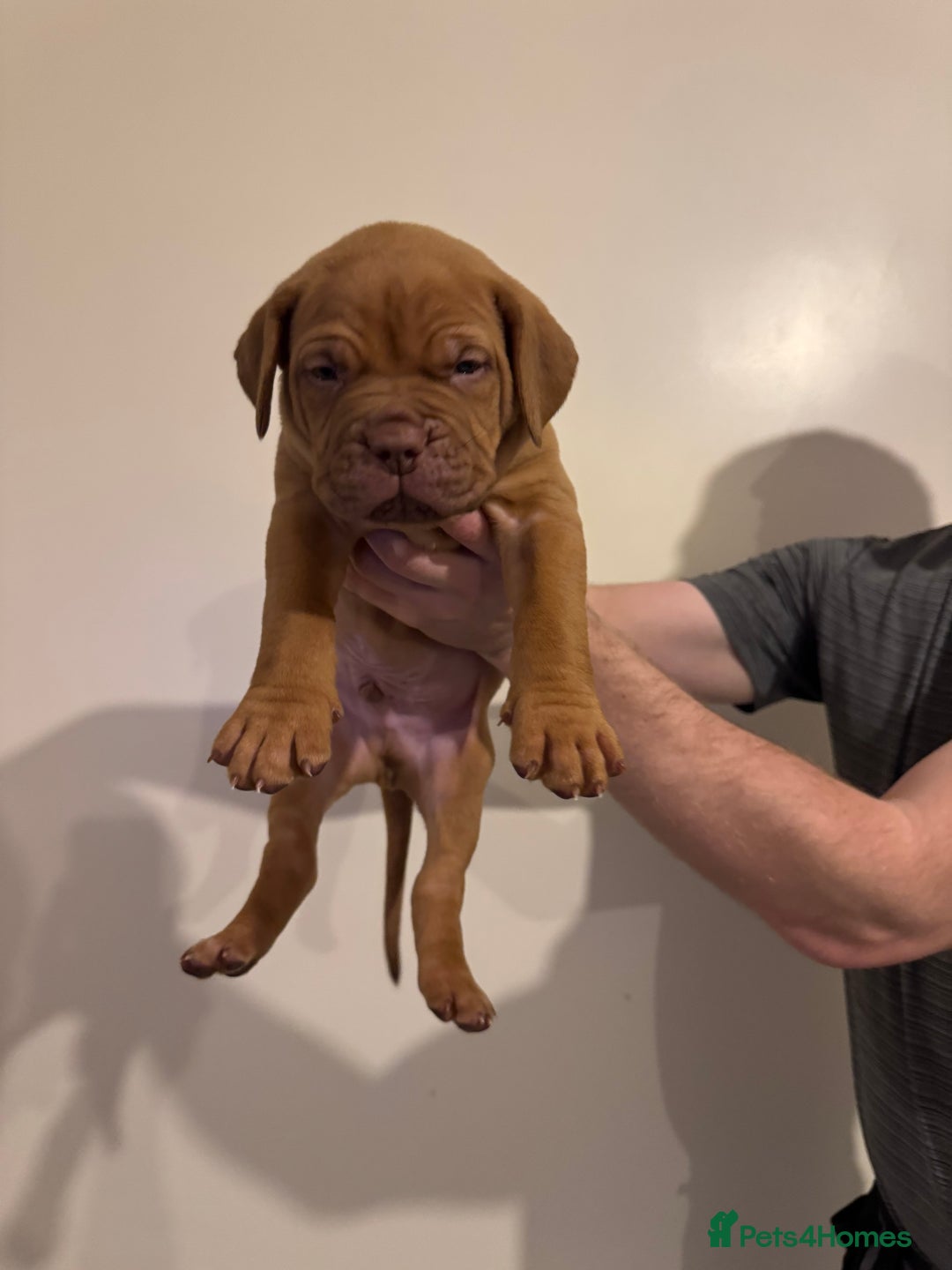 Dogue De Bordeaux dogs for sale: Dogue de Bordeaux pups for sale - Advert 19