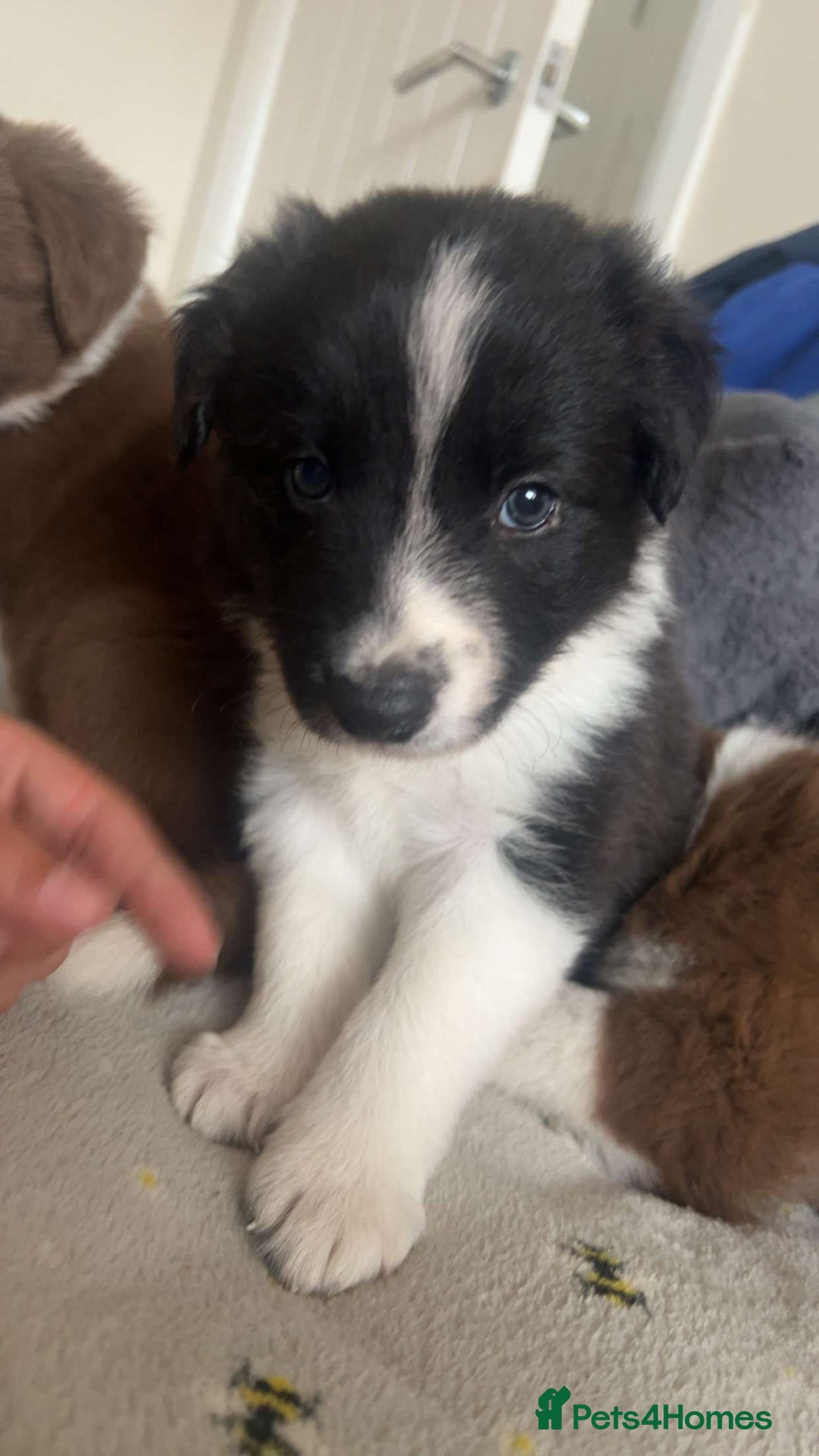 Border Collie dogs for sale: Red and white border collie/Sheepdog Pups - Image 26