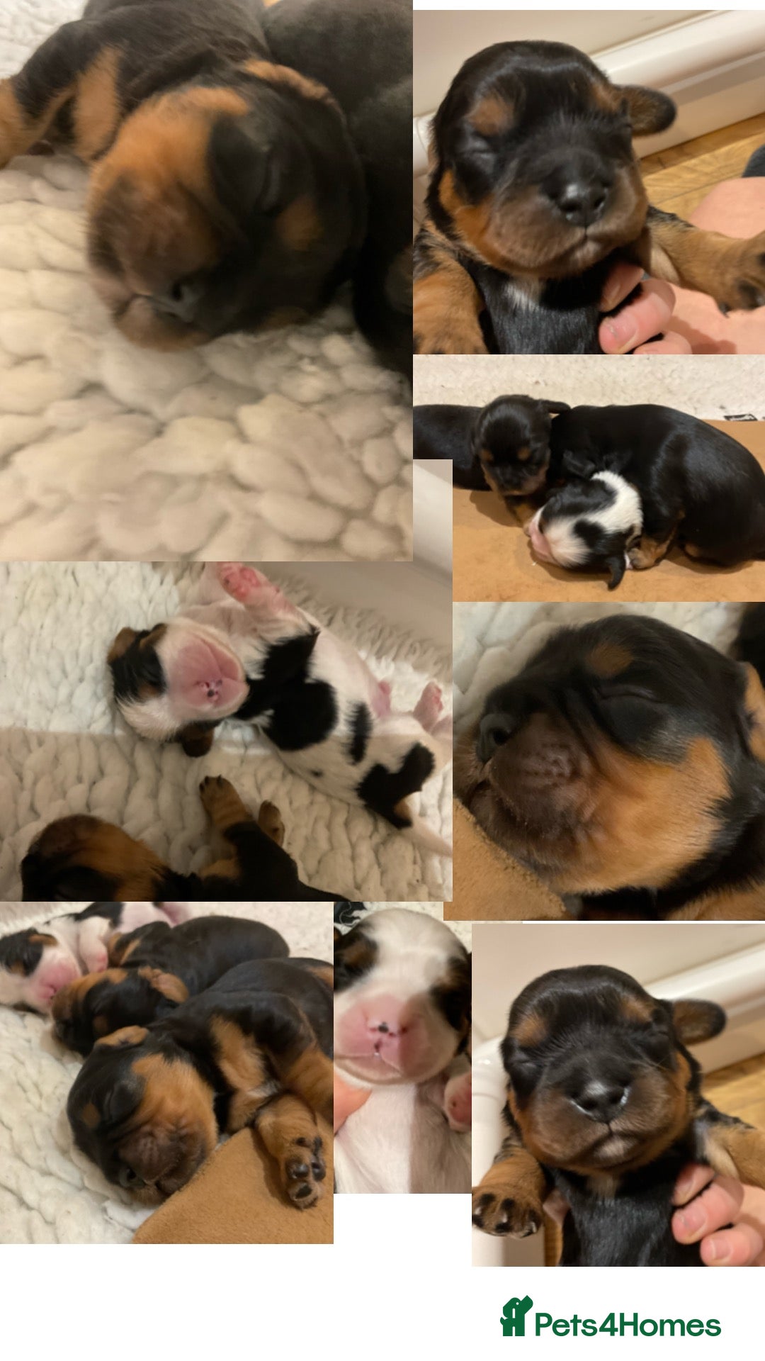 Cavalier King Charles Spaniel dogs for sale: Pure breed cavalier King Charles puppies - Advert 6