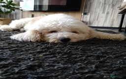 Mixed Breed dogs for sale: Cavapoochon pups litter due 13/09/25 7 confirmed  - Image 7