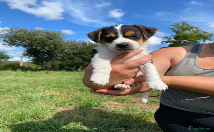 Jack Russell dogs - Advert 5