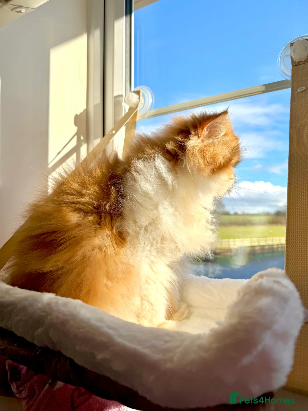 Persian cats for sale: Beautiful long hair bicolour white/red Persian boy - Advert 10