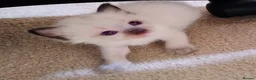 Ragdoll cats for sale: Pure bred Ragdolls need loving homes - Advert 11