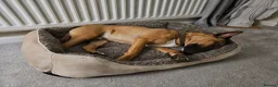 English Bull Terrier dogs for sale: Red and White  , English Bull Terrier  in Morpeth - Advert 6