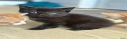 British Longhair cats for sale: Kittens - Advert 6