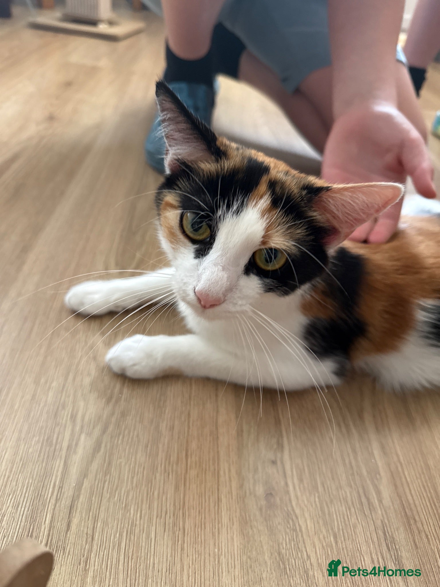 Mixed Breed cats Sweet boy  - Advert 1