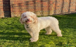 Australian Labradoodle dogs for sale: Adorable 3/4 Australian Labradoodle Puppies  - Image 9
