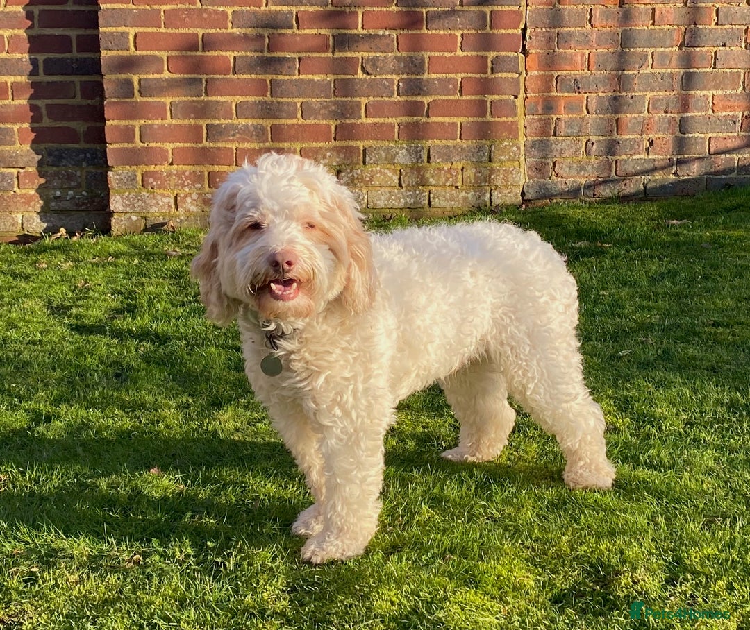 Australian Labradoodle dogs for sale: Adorable 3/4 Australian Labradoodle Puppies  - Image 9