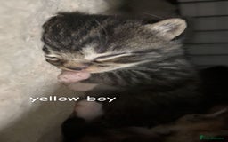 Mixed Breed cats for sale: bengal x - Image 3