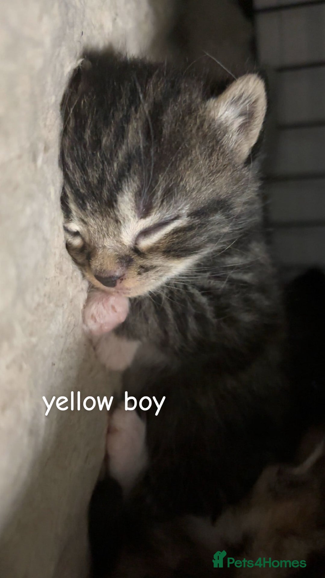 Mixed Breed cats for sale: bengal x - Image 3