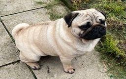 Pug dogs for sale: Pug dog for sale - Image 6
