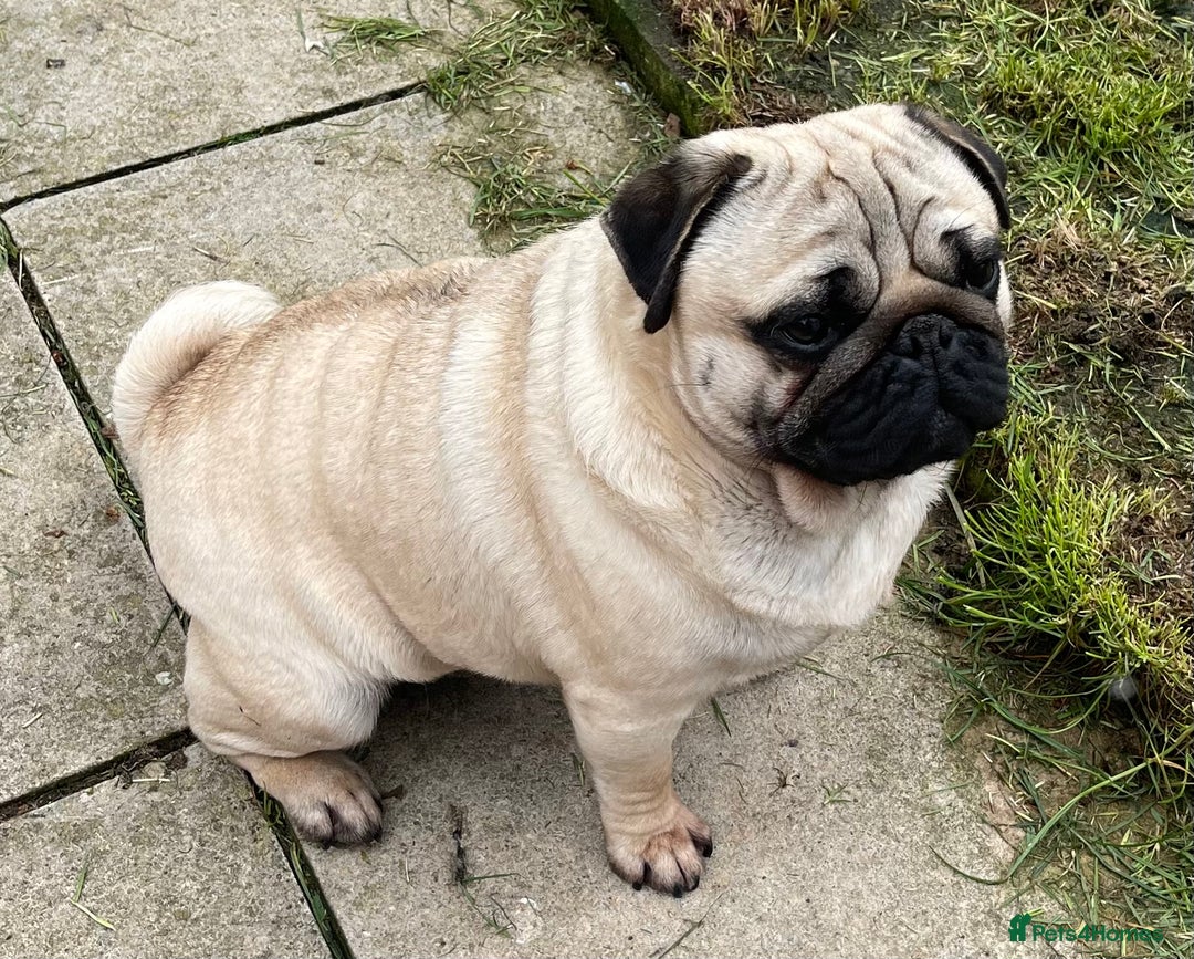 Pug dogs for sale: Pug dog for sale - Image 6
