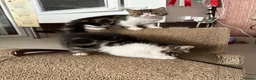 Exotic cats for sale: Brown Tabby / White Exotic  - Advert 5