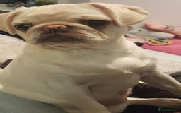 Pug dogs for sale: Champion pedigree kC Female white pug - Image 3