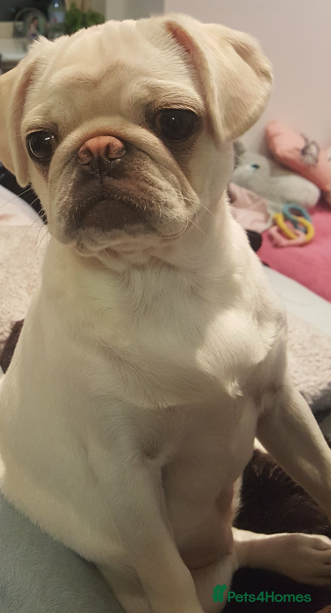 Pug dogs for sale: Champion pedigree kC Female white pug - Image 3
