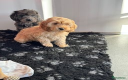 Cockapoo dogs for sale: Cockapoo Puppies (Licensed Breeder)  - Advert 6