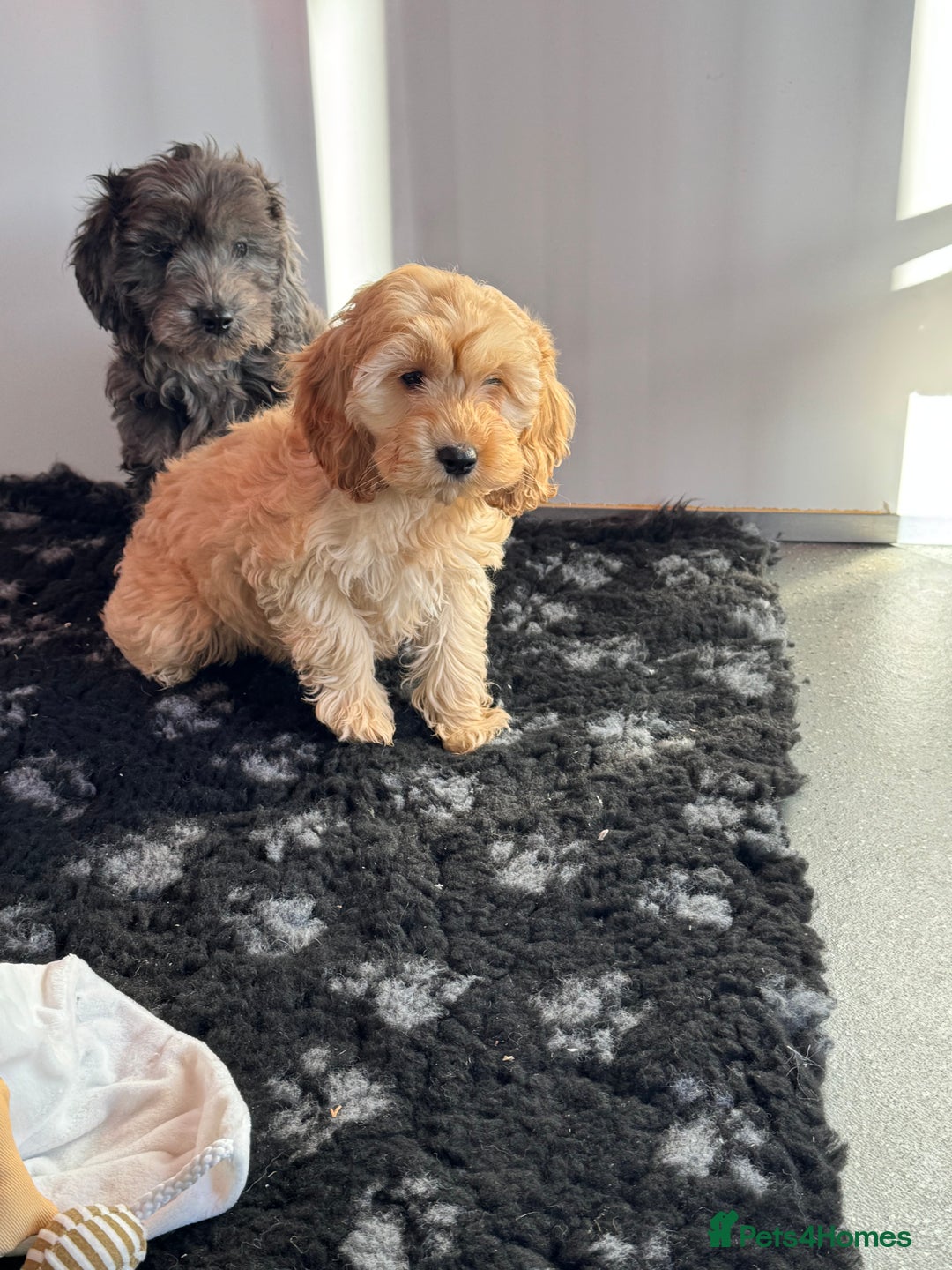 Cockapoo dogs for sale: Cockapoo Puppies (Licensed Breeder)  - Advert 6