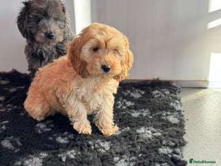 Cockapoo dogs Cockapoo Puppies (Licensed Breeder) - Advert 7