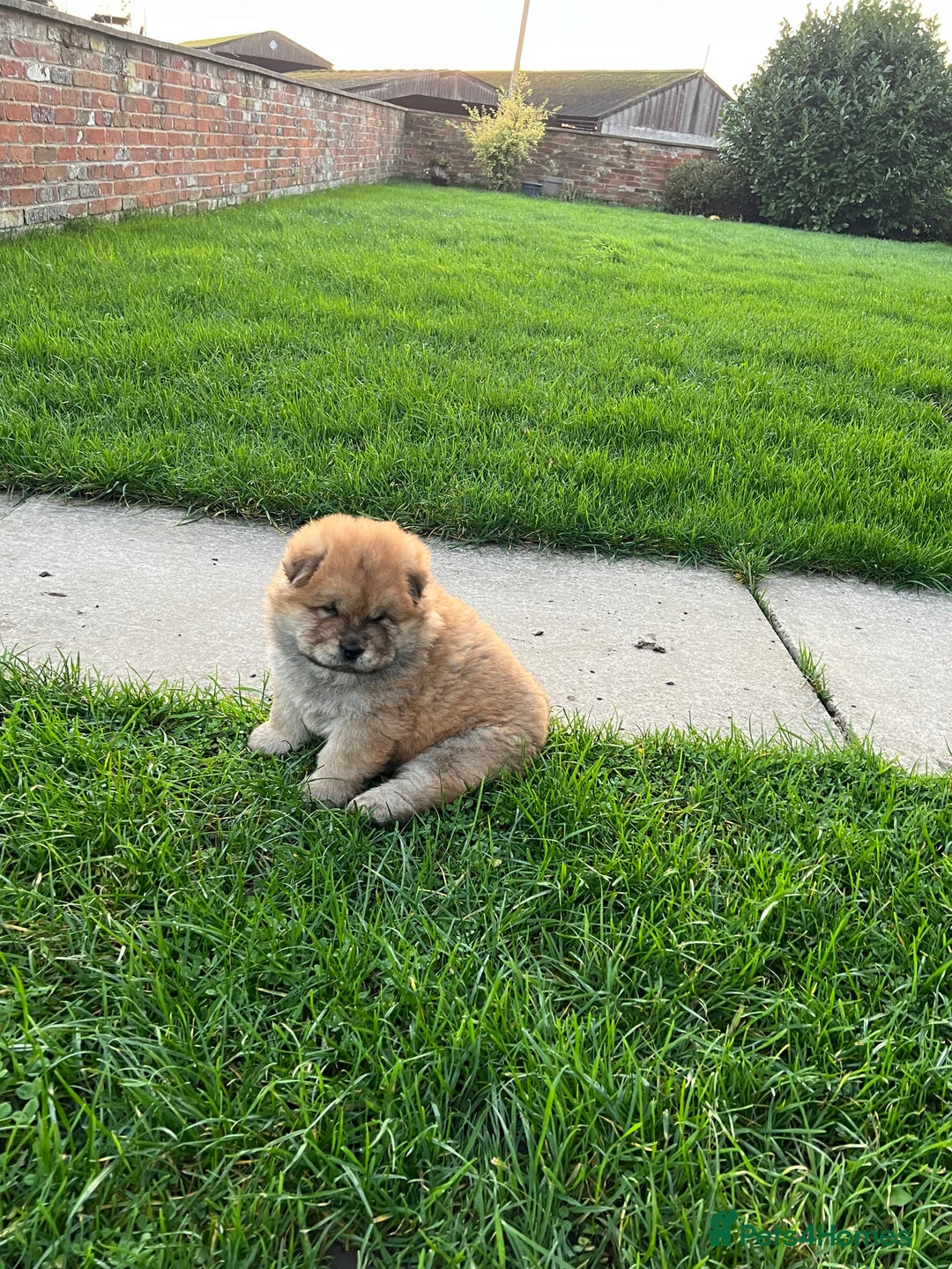 Chow Chow dogs for sale: Gorgeous Chow Chow Puppies Raised in a loving Home - Advert 8
