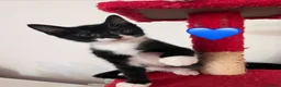 Mixed Breed cats for sale: 😻💚🩵💙🧡💛😻 - Advert 19