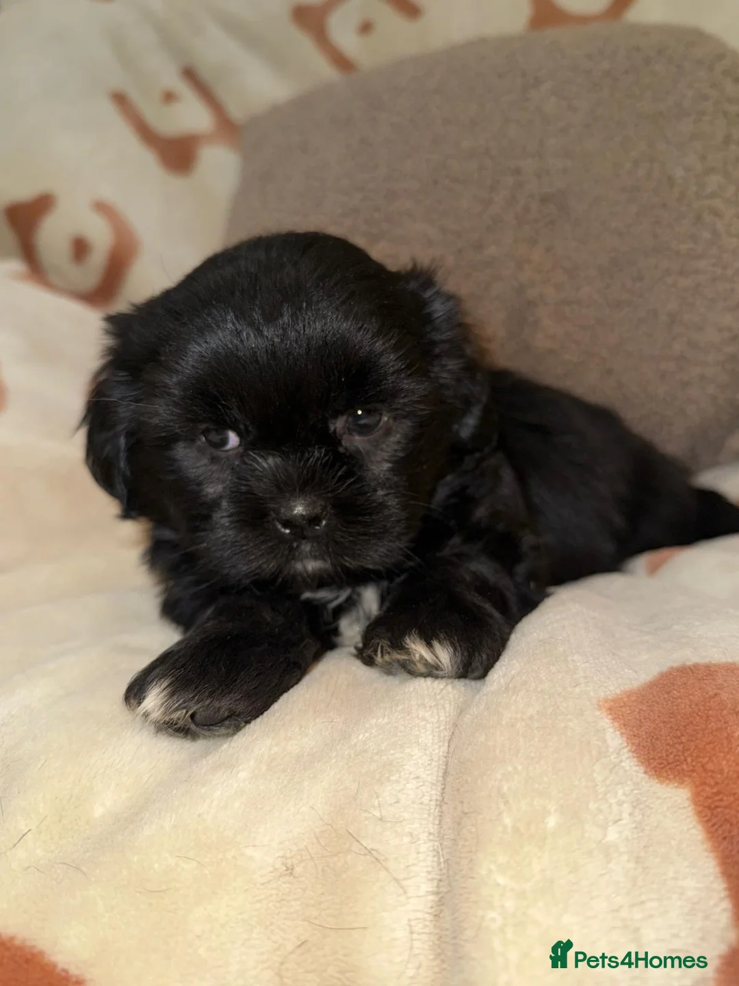 Shih Tzu dogs for sale: Stunning Black Shih Tzu Puppies - Advert 14