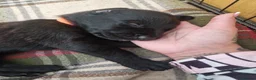 German Shepherd dogs for sale: Beautiful german shepherd puppies for sale  - Advert 16