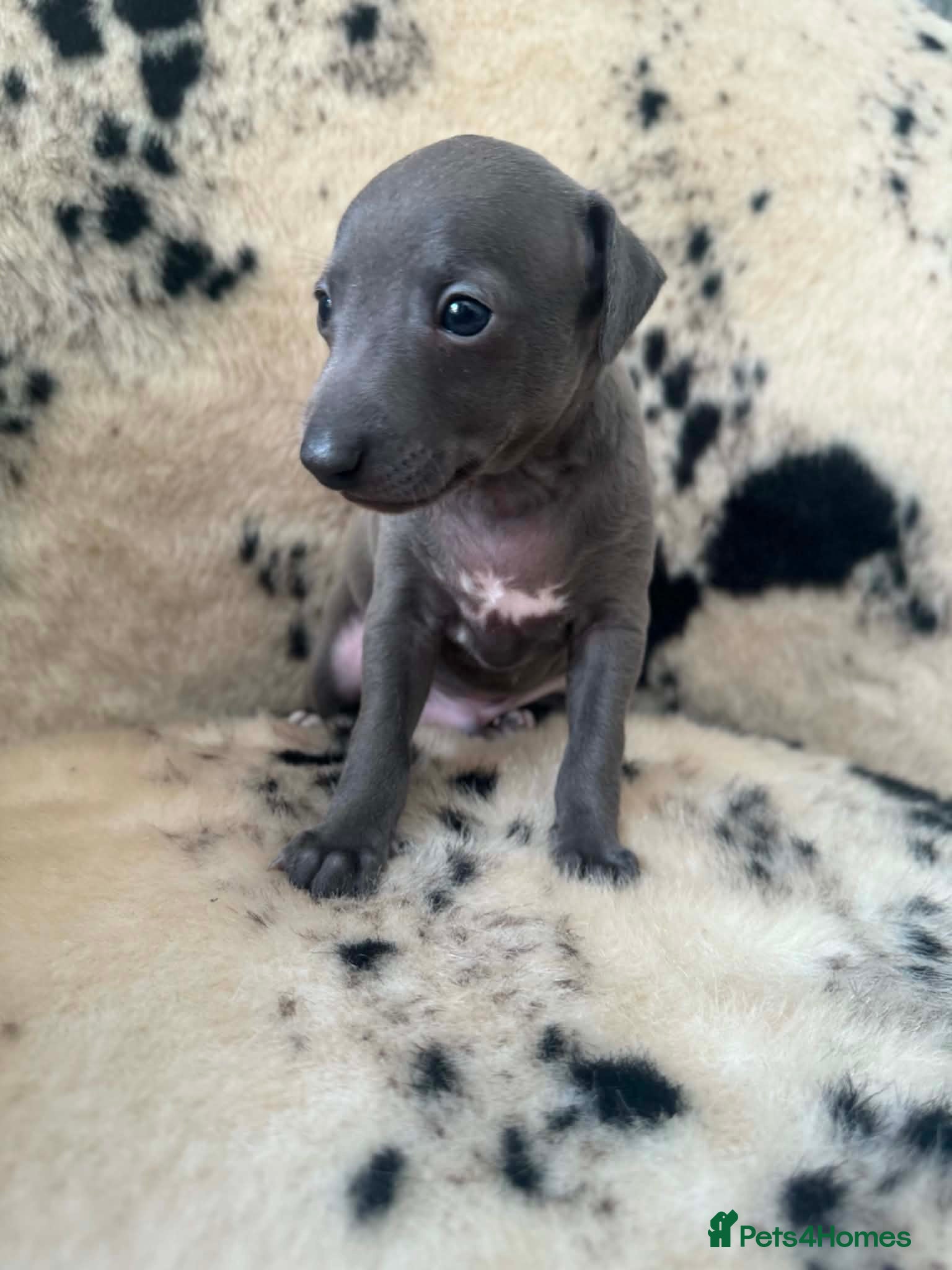 Italian Greyhound dogs Stunning boy ( 4 weeks old )  - Advert 3