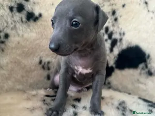 Italian Greyhound dogs Stunning boy ( 4 weeks old ) - Advert 3