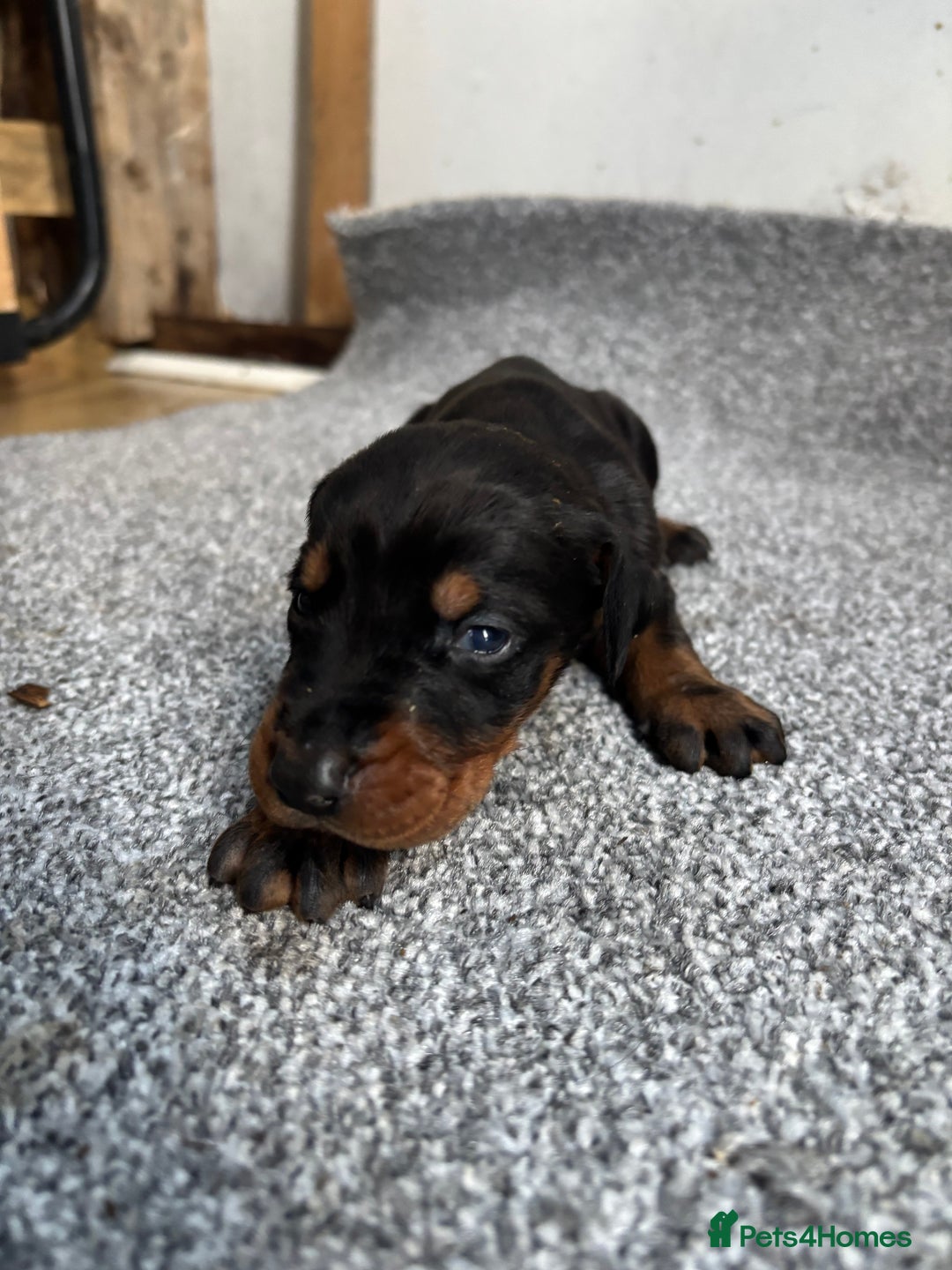 Dobermann dogs for sale: Stunning KC Dobermans champion bloodlines  - Advert 15