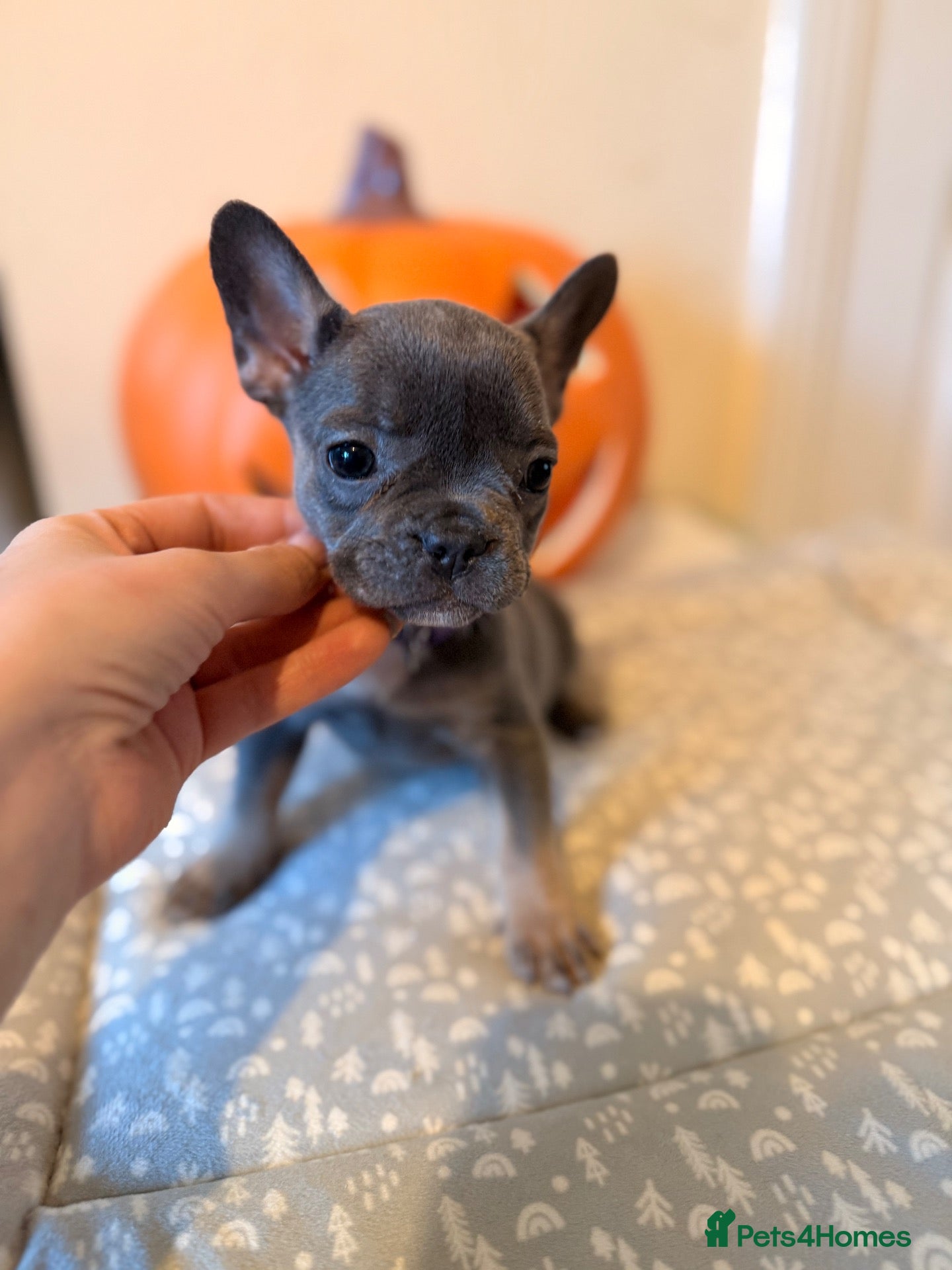 French Bulldog dogs Last 2 left Massively reduced Ready now KC Registe - Advert 1
