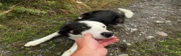 Border Collie dogs for sale: 8 month old Border Collie Male - Advert 11