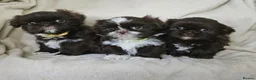 Shih Tzu dogs for sale: Chocolate imperial girls - Advert 10