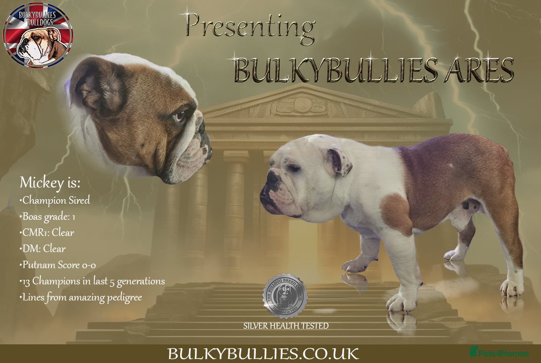 English Bulldog dogs Champion sired silver Health Tested Bulldog Stud - Advert 2