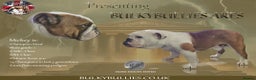 English Bulldog dogs for stud: Champion sired silver Health Tested Bulldog Stud - Advert 1