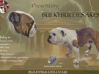 English Bulldog dogs Champion sired silver Health Tested Bulldog Stud - Advert 11