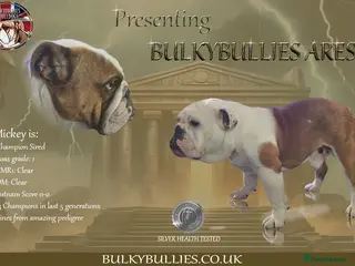 English Bulldog dogs Champion sired silver Health Tested Bulldog Stud - Advert 12