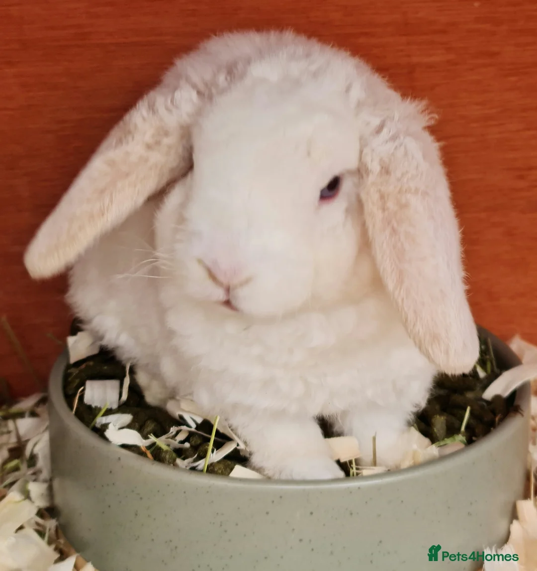 Mini Lop rabbits for sale: 3 mIni PLUSH lops ready 7/03. 2 BLUE EYED! - Advert 4