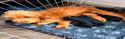 Cockapoo dogs for sale: Stunning fb1 cockapoos  - Advert 1