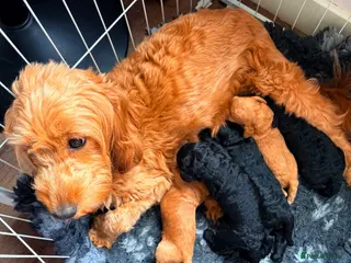 Cockapoo dogs Stunning fb1 cockapoos - Advert 1