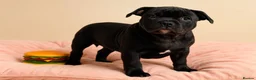 Staffordshire Bull Terrier dogs for sale: JACKPOT SOLID BLACK BOY SHORT & STOCKY TYPE  - Advert 1