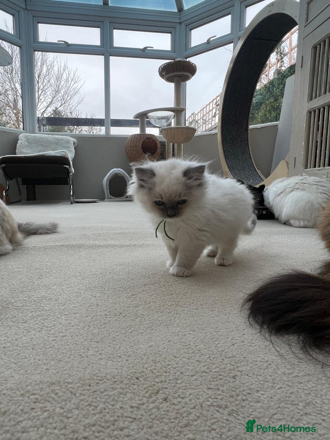 Ragdoll cats for sale: 100% Pure ragdoll kittens - Advert 9