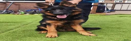 German Shepherd dogs for sale: German Shepherd Puppies - Advert 5
