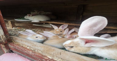 Continental Giant rabbits - Advert 2