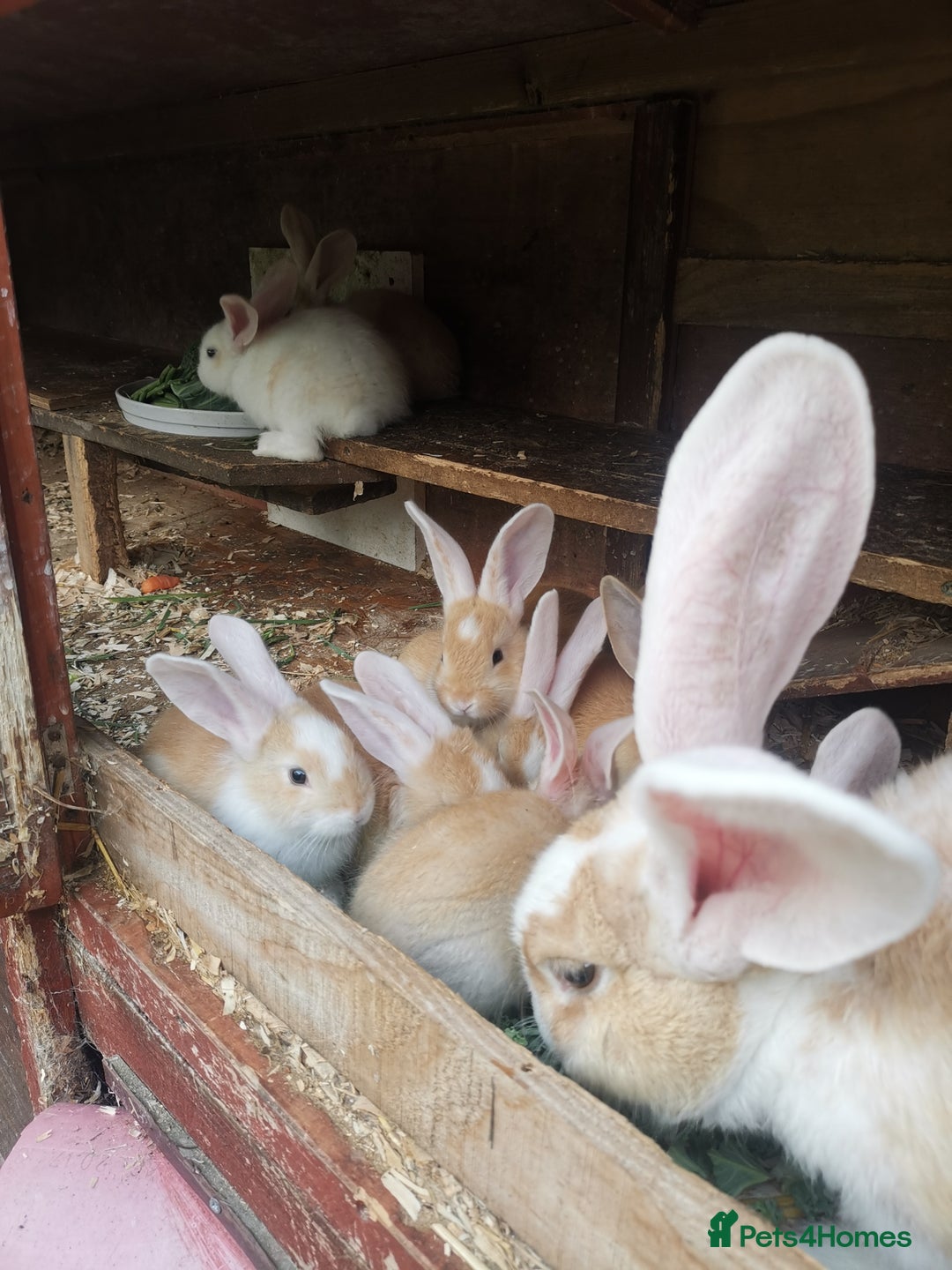 Continental Giant rabbits for sale: Beautiful white eared yellow continental giants  - Image 1