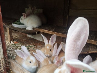 Continental Giant rabbits - Advert 28