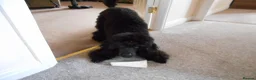 Poodle dogs for sale: BEAUTIFUL MINIATURE POODLE COLOUR SOLID BLACK - Advert 2